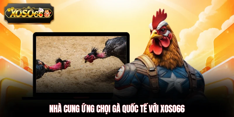Nhà cung ứng chọi gà quốc tế với XOSO66